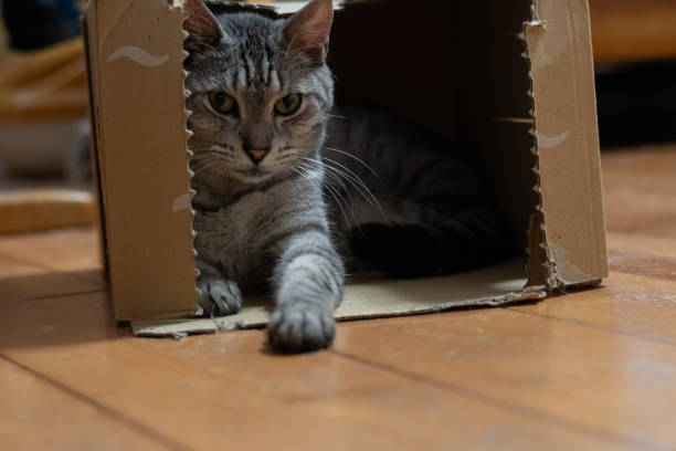 istock Cute cat relaxing in a cardboard box 2178181003