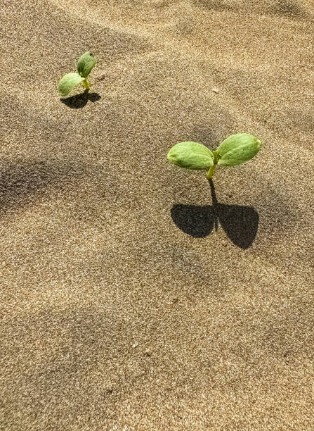 A tiny green plant emerges from sandy soil, with two small leaves. High quality photo