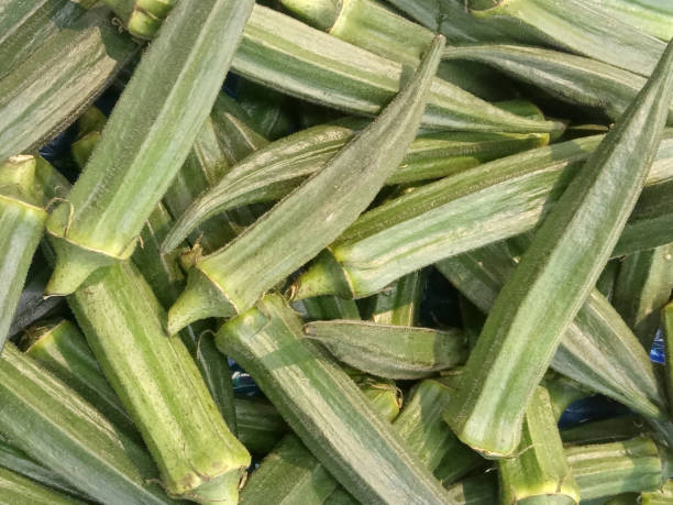 istock Okra or Abelmoschus esculentus  fruit 2178181646