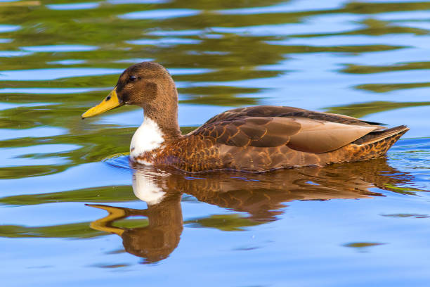 A wild brown duck swims alone in the river water.