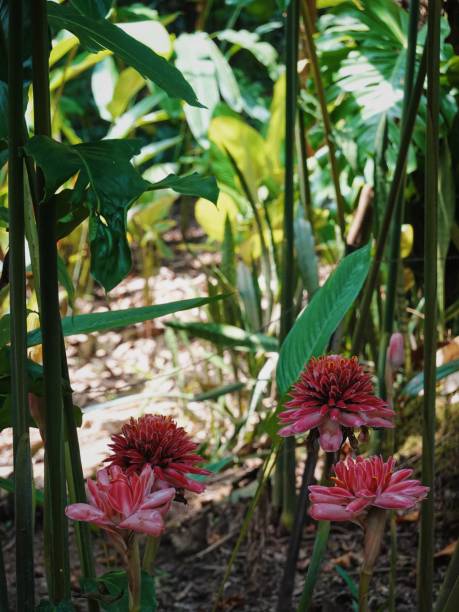 istock tropical plants and flowers 2178182072