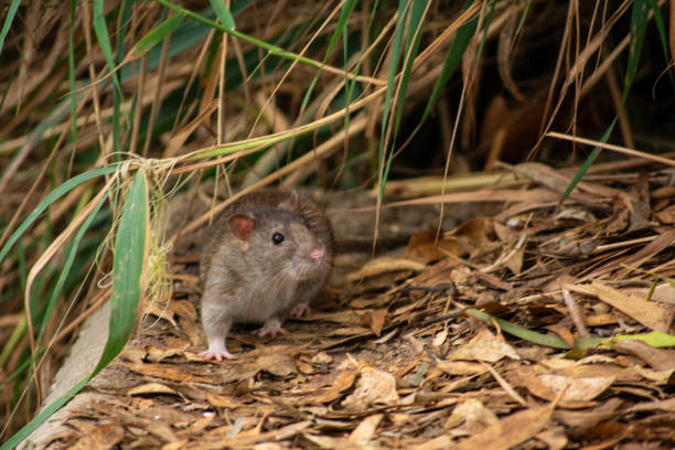 Field Rats 3,300+ Field Rat Stock Photos, Pictures & Royalty-Free Images - iStock