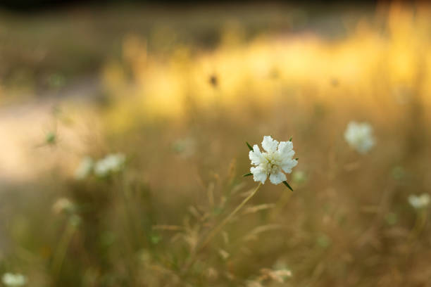 Queen Annes Lace wildflower on Vancouver Island, British Columbia