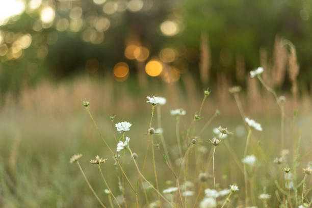 Autumn Blooms and Grasses: A Symphony of Fall Colors