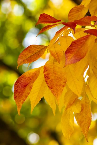 istock autumn leaves in the sun 2178185139