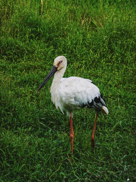 istock Birds in a subtropical swamp 2178185257