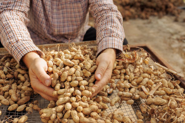 farmer harvesting peanuts, sorting nut quality in peanut production, nut butter