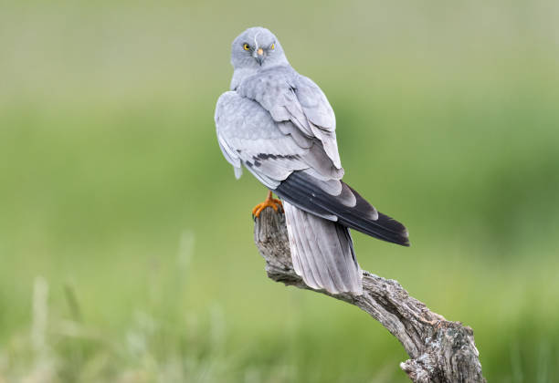istock Montagu's harrier male, Bajadoz, Spain (Circus pygargus) 2178185482