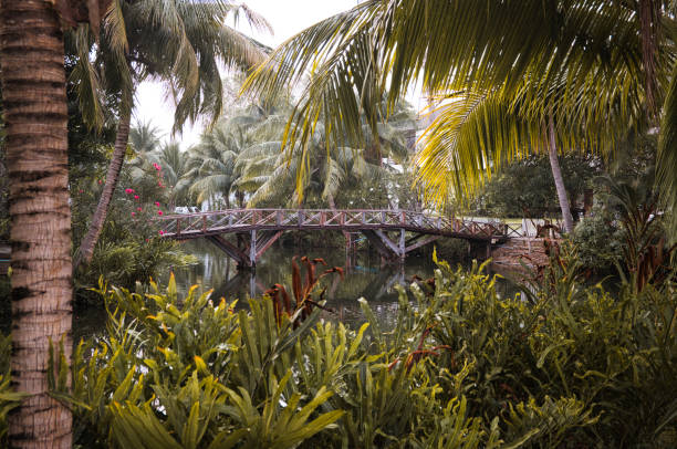 istock A bridge spans a river in a lush jungle 2178186001
