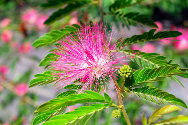 Calliandra tergemina blooming pink. Exotic tropical plants.