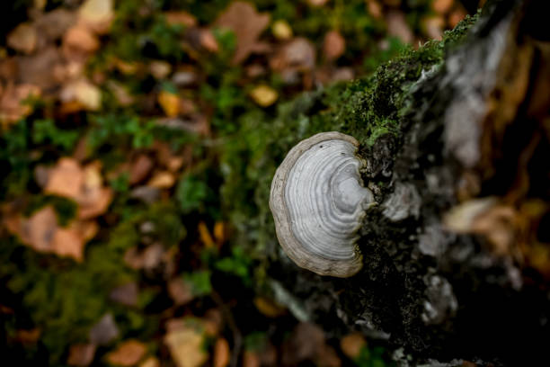 A bracket fungus grows on the side of a weathered tree stump, its concentric layers blending with the rugged bark in a quiet forest setting.