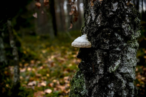 A bracket fungus grows on the side of a weathered tree stump, its concentric layers blending with the rugged bark in a quiet forest setting.