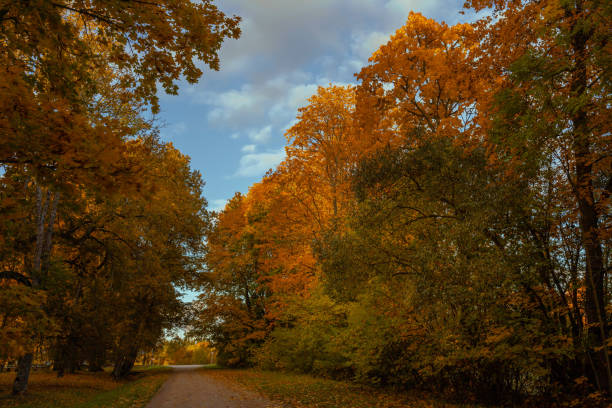 Autumn golden trees with falling leaves