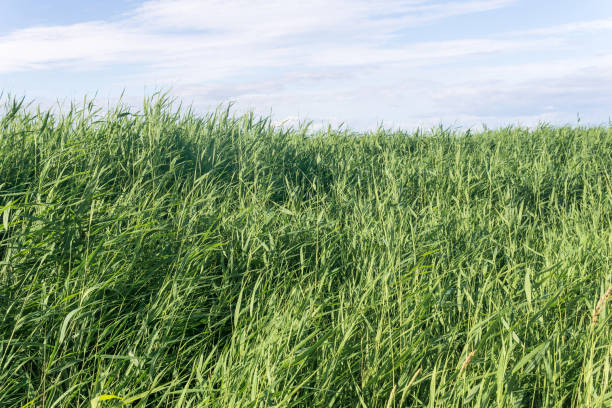 istock nature landscape with grass and sky, view among grass 2178188101