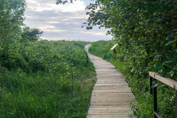 istock wooden boardwalk on coastal nature trail 2178188120