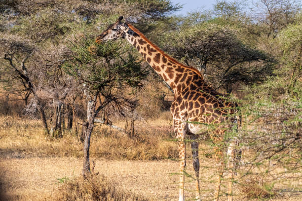 istock Masai Giraffe in the Serengeti 2178188639