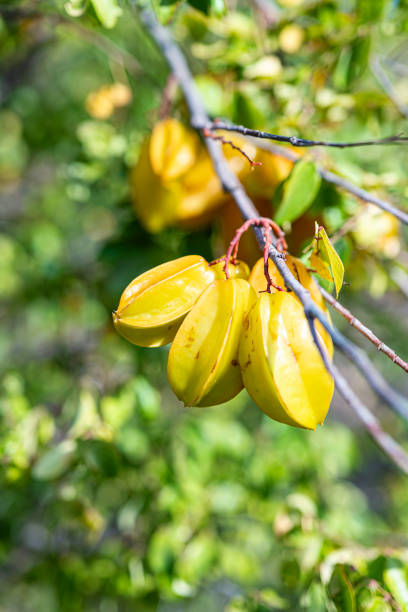 Ripe Carambola fruit hanging from its tree, leaves out of focus around it. Organic and sustainable Spanish cultivation