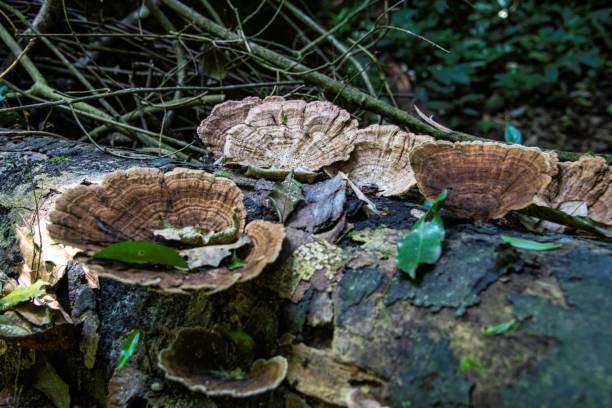 istock Tropical tree fungi in Africa 2178190171
