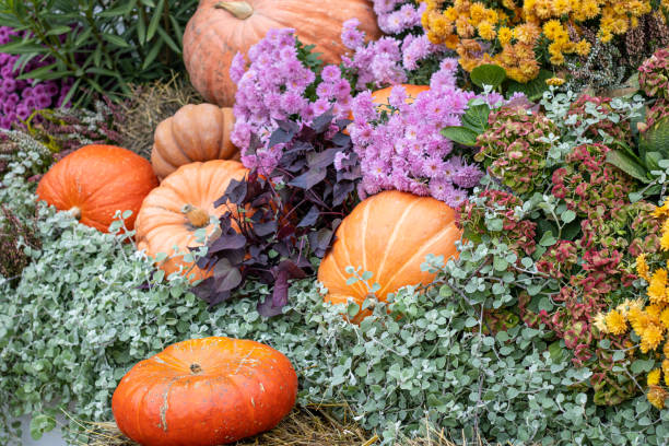 istock A colorful and cheerful Autumn Harvest Display featuring vibrant Pumpkins and beautiful Flowers 2178190727