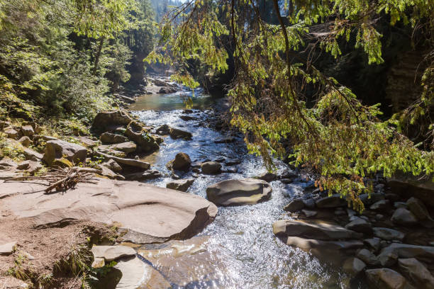 Small mountain river leaking in canyon-like valley with steep rocky banks overgrown with spruces, hanging fir branch on a foreground, top view  in autumn sunny morning backlit