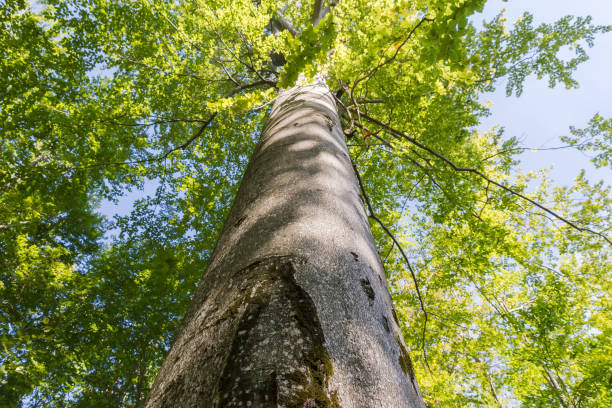 istock Old beech in mountain forest, bottom view along the trunk 2178191152