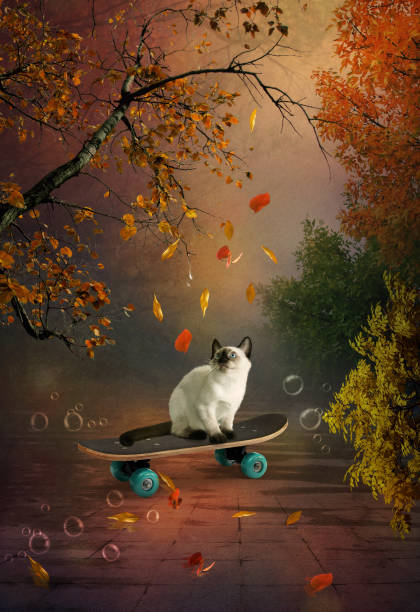 Siamese kitten on skateboard looking at falling autumn leaves