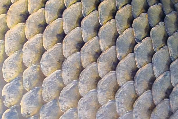 istock Close-up with the scales of a carp fish 2178193833