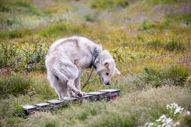 Cute and well kept sled dog during summer outside Ilulissiat in western Greenland - the aggressive dogs are kept in short chains all summer