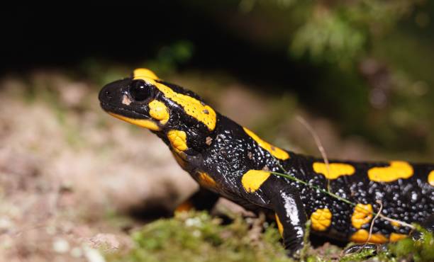 istock Vibrant yellow and black salamander close-up 2178194906