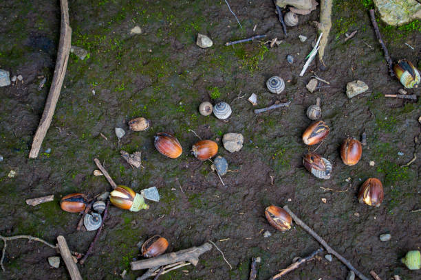 acorn that fell to the ground