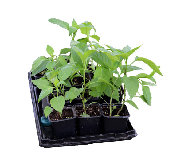 istock Pepper seedlings, sprouts in plastic cups with soil on a tray on a white background, side view - isolate for packaging design 2178199091