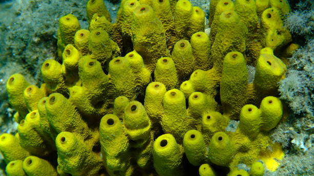 Yellow tube sponge or Aureate sponge (Aplysina aerophoba) close-up undersea, Aegean Sea, Greece, Halkidiki, Pirgos beach