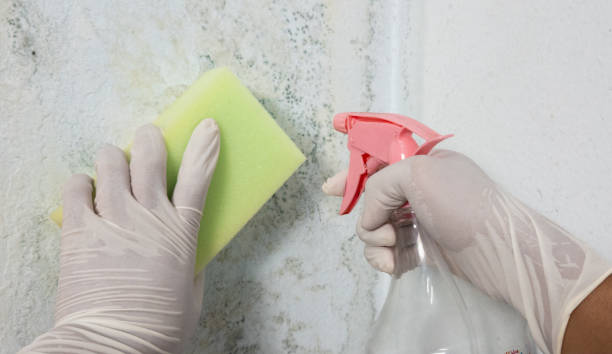 istock Gloved hand applies cleaning black mold on the wall 2178201416
