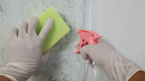 istock Gloved hand applies cleaning black mold on the wall 2178201438