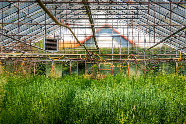 Overgrown abandoned greenhouse featuring greenery and rustic decay portrays themes of sustainability and environmental awareness perfect for illustrating concepts of urban decay and nature reclamation