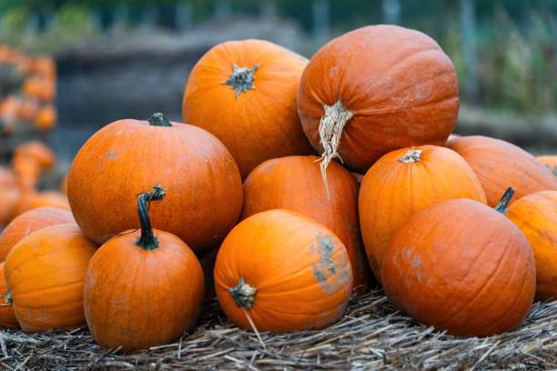 istock Fresh pumpkins on a haystack for autumn and Halloween. 2178203451