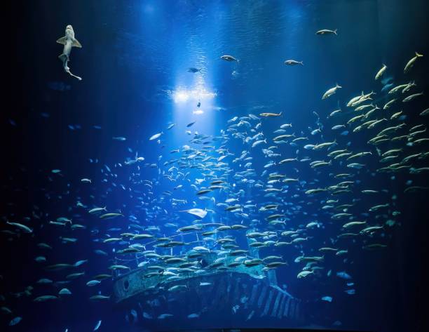 A stunning underwater scene featuring a school of fish swimming near a sunken ship with a shark in the background.
