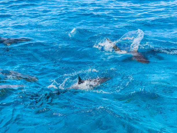 istock Reef Sharks in the Caribbean Sea 2178204151