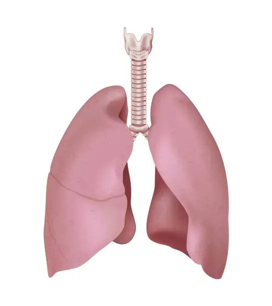 Left Lung File Free lungs lung anatomy body human media externalsource public domain ...