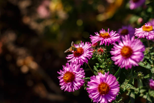 Honeybee collects nectar and pollen on red flowers with yellow stamens Aster in autumn in the garden, Ukraine