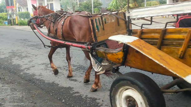 istock A brown horse pulling a wooden cart on a rural road 2178209656