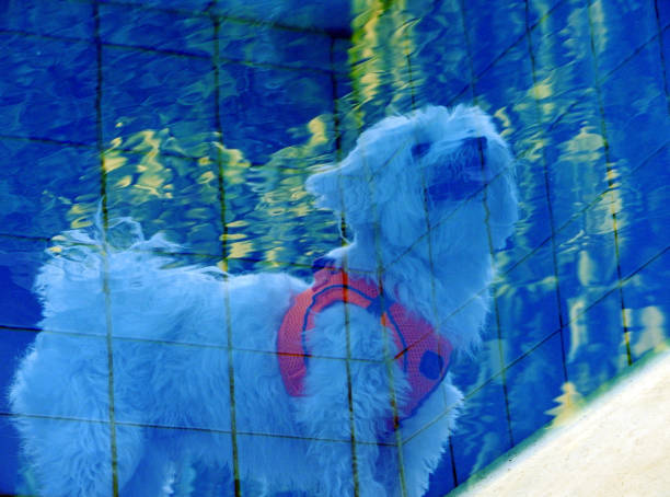 Reflection of a dog walking by the pool in the water