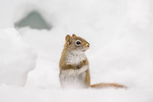 istock American Red Squirrel sitting in the snow 2178211030