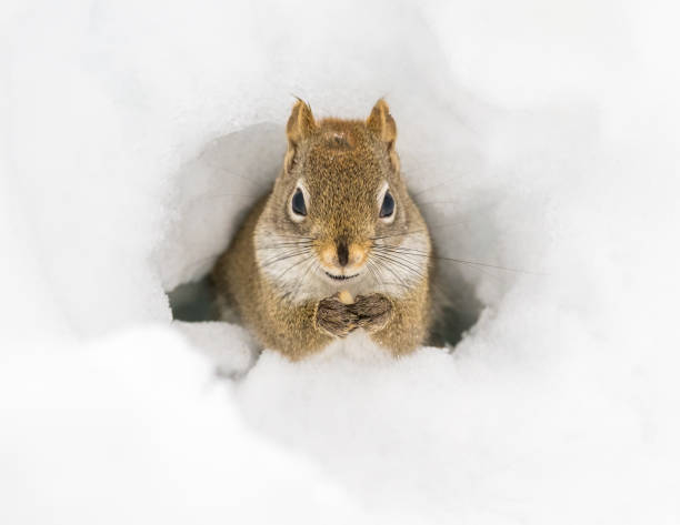 American Red Squirrel emerging through snow tunnel