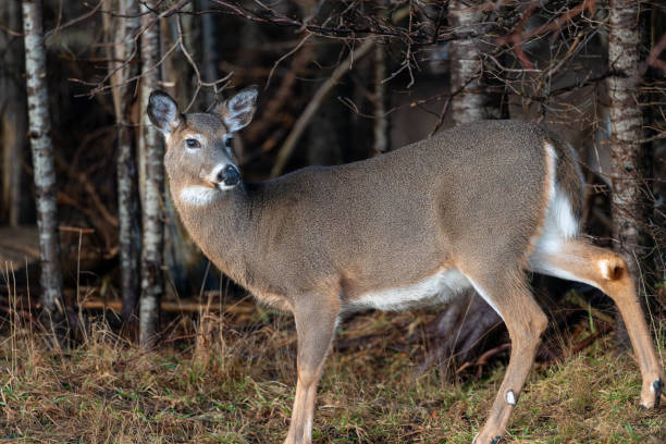 istock White-tailed Deer standing in front of forest trees 2178211052