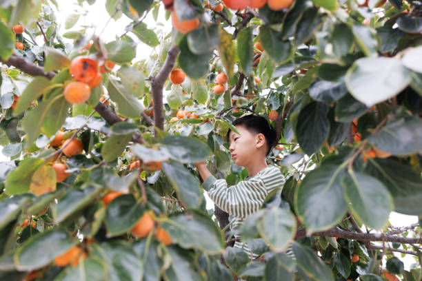 Asian boy picking persimmons in orchard