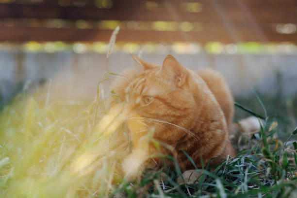 A red cat is lying in the grass.