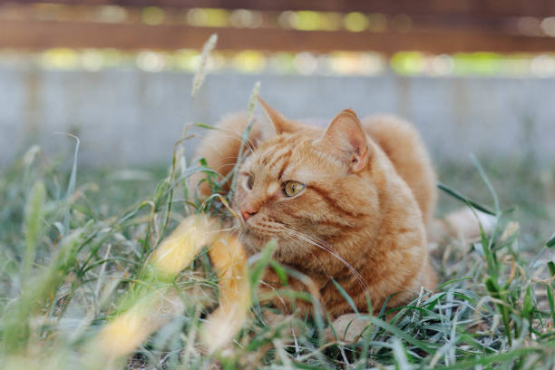 A red cat is lying in the grass.