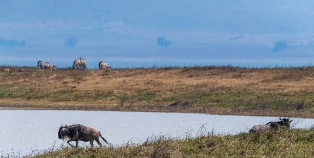 istock Wildebeest in the Ngorogoro Crater 2178214465