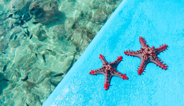 A lot of colorful beautiful starfish lying on the bottom in the blue ocean. Zanzibar island. High quality photo